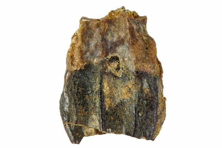 Ceratopsid Dinosaur Tooth - Judith River Formation #108109